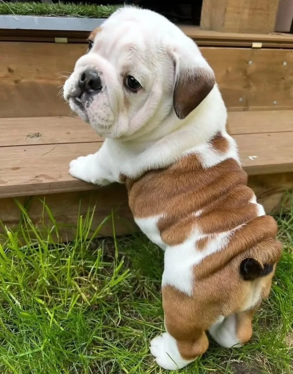 Harika İngiliz Bulldog yavruları yeni evlerini bulmaya hazır.