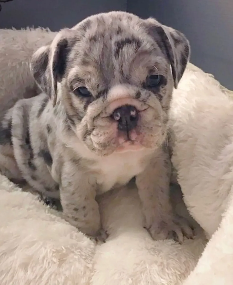Sevimli İngiliz bulldog yavruları sevgi dolu, kalıcı bir yuva arıyor