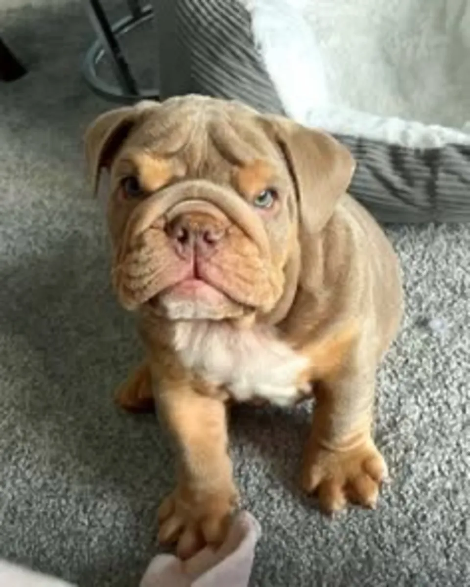 Sevimli İngiliz bulldog yavruları sevgi dolu, kalıcı bir yuva arıyor