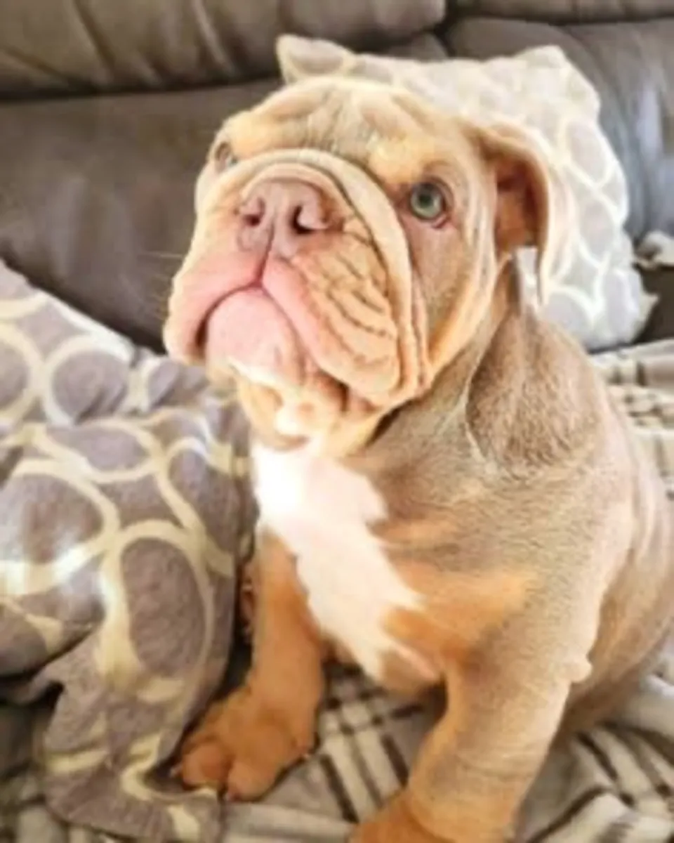 Sevimli İngiliz bulldog yavruları sevgi dolu, kalıcı bir yuva arıyor