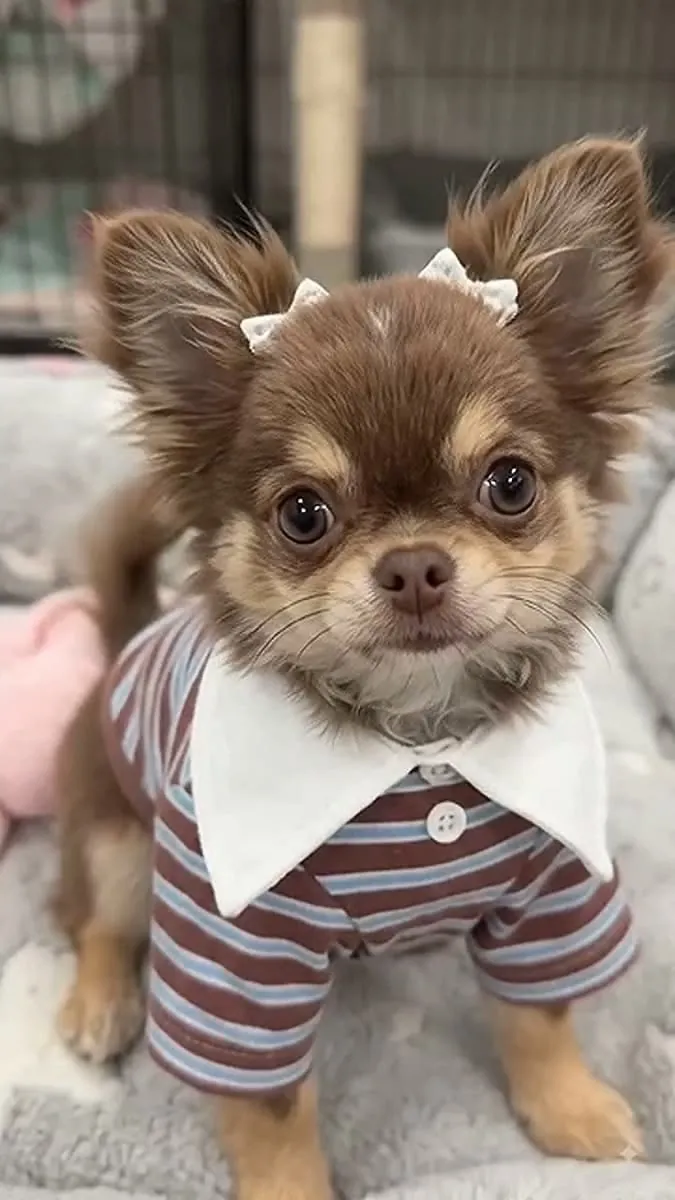 Adorable Chihuahua Puppy Looking for a Loving Forever Home 