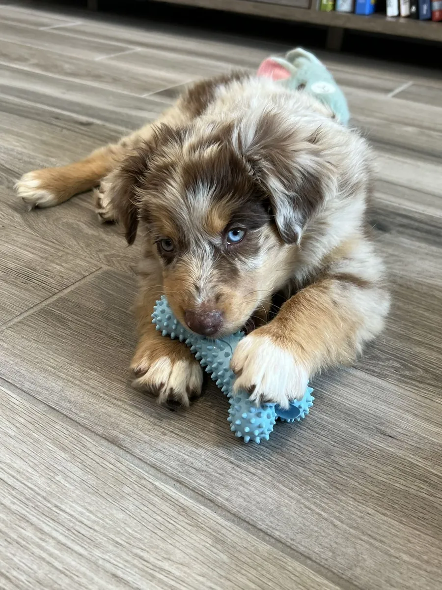 澳大利亚牧羊犬小狗准备好迎接永远的家庭