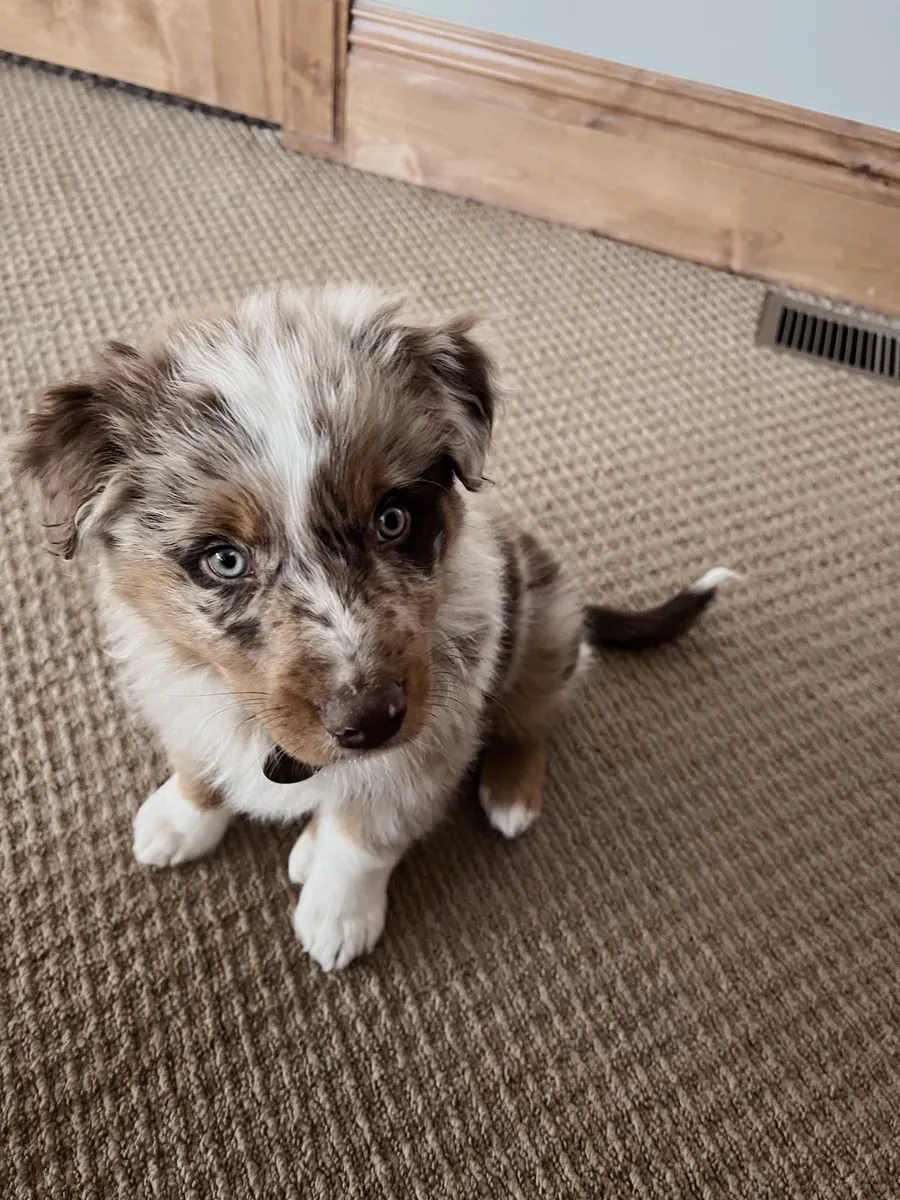 澳大利亚牧羊犬小狗准备好迎接永远的家庭