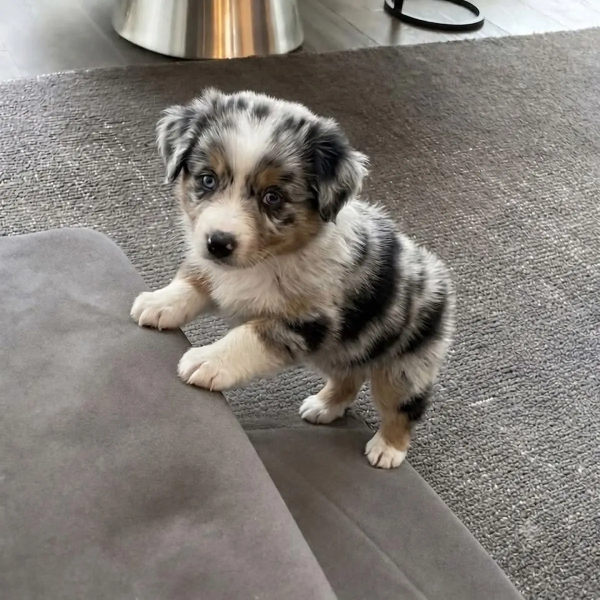 澳大利亚牧羊犬小狗准备好迎接永远的家庭