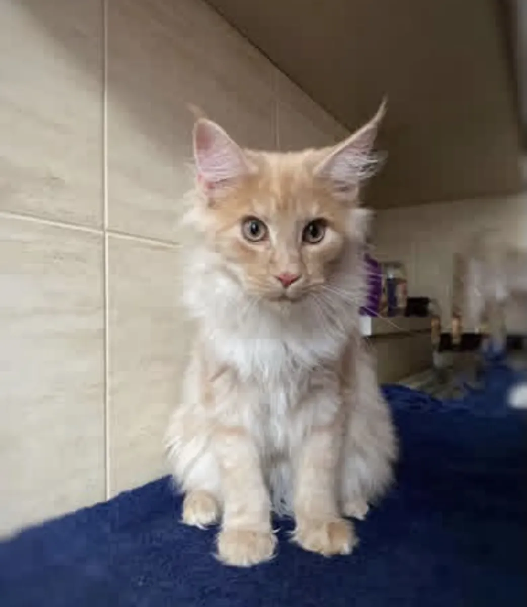 Adorable Mainecoon en adopción