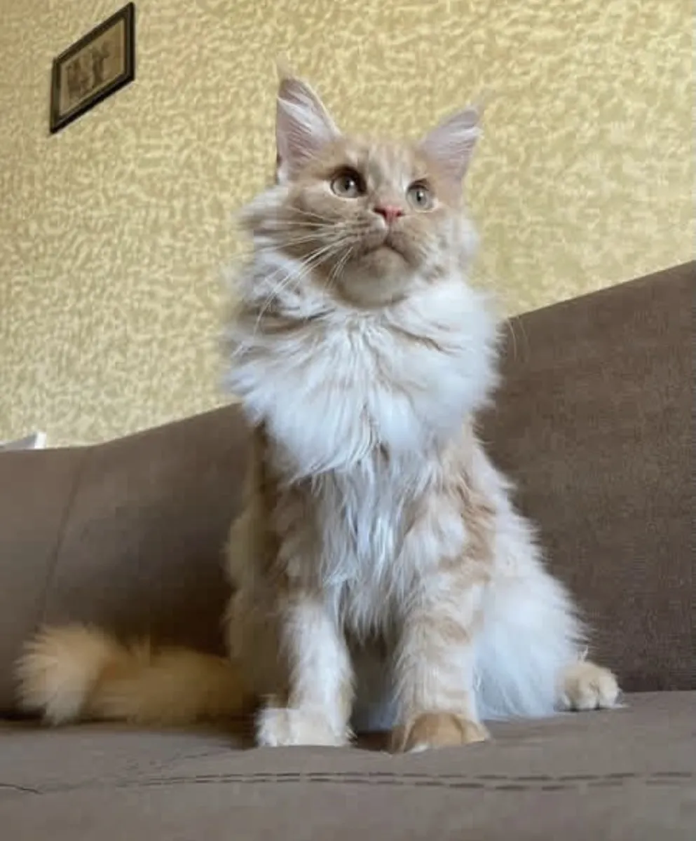 Adorable Mainecoon en adopción