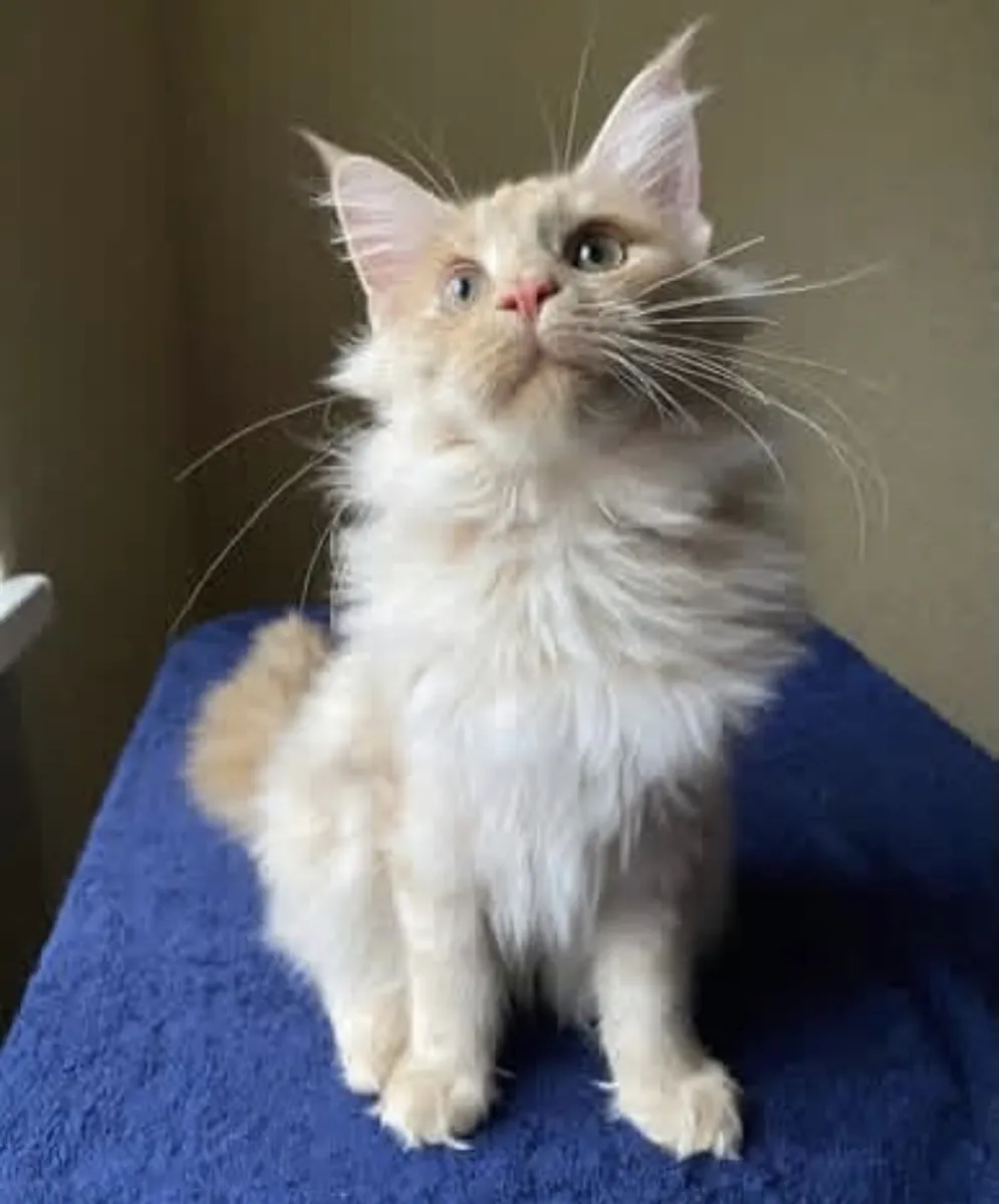 Adorable Mainecoon en adopción