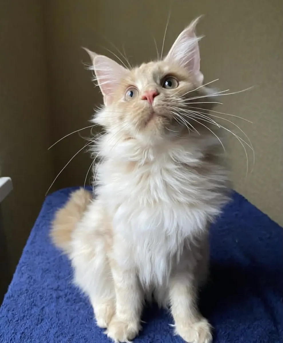 Adorable Mainecoon en adopción