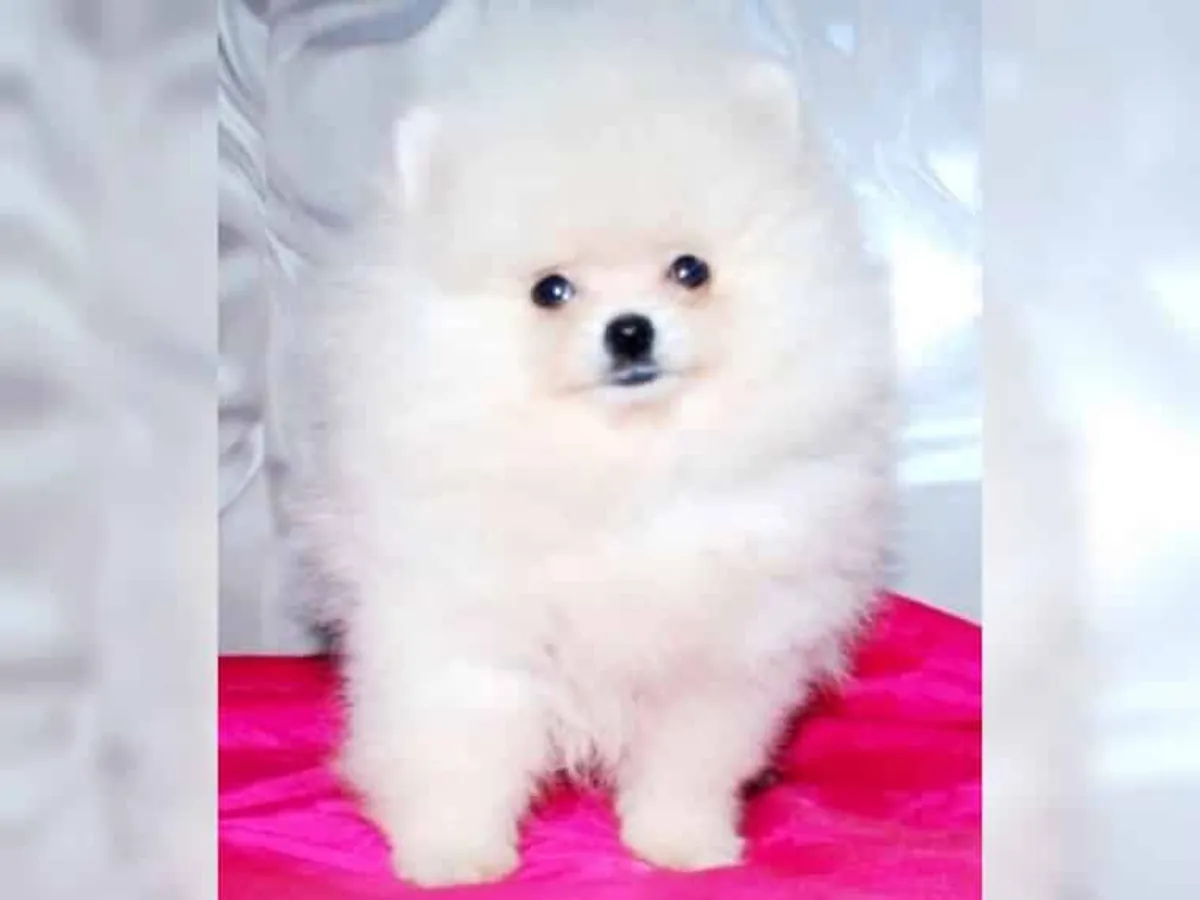 Sevimli ve şefkatli Pomeranian yavruları