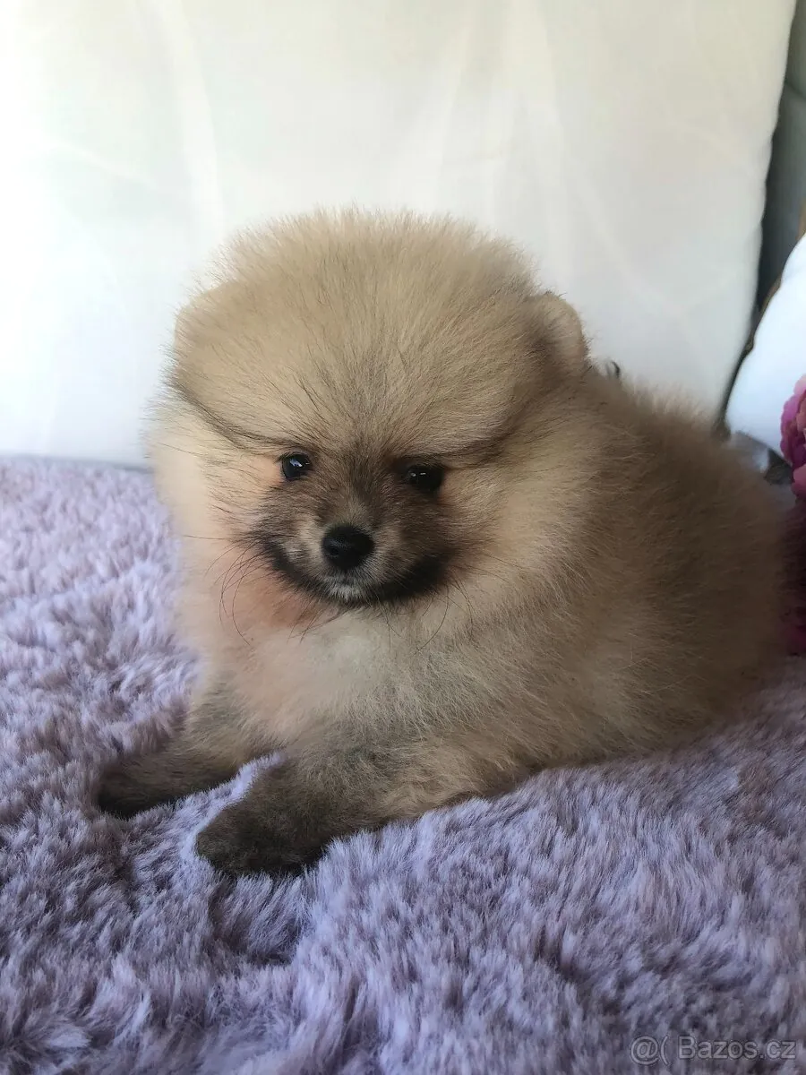 Cachorros Pomerania juguetones disponibles para adopción.
