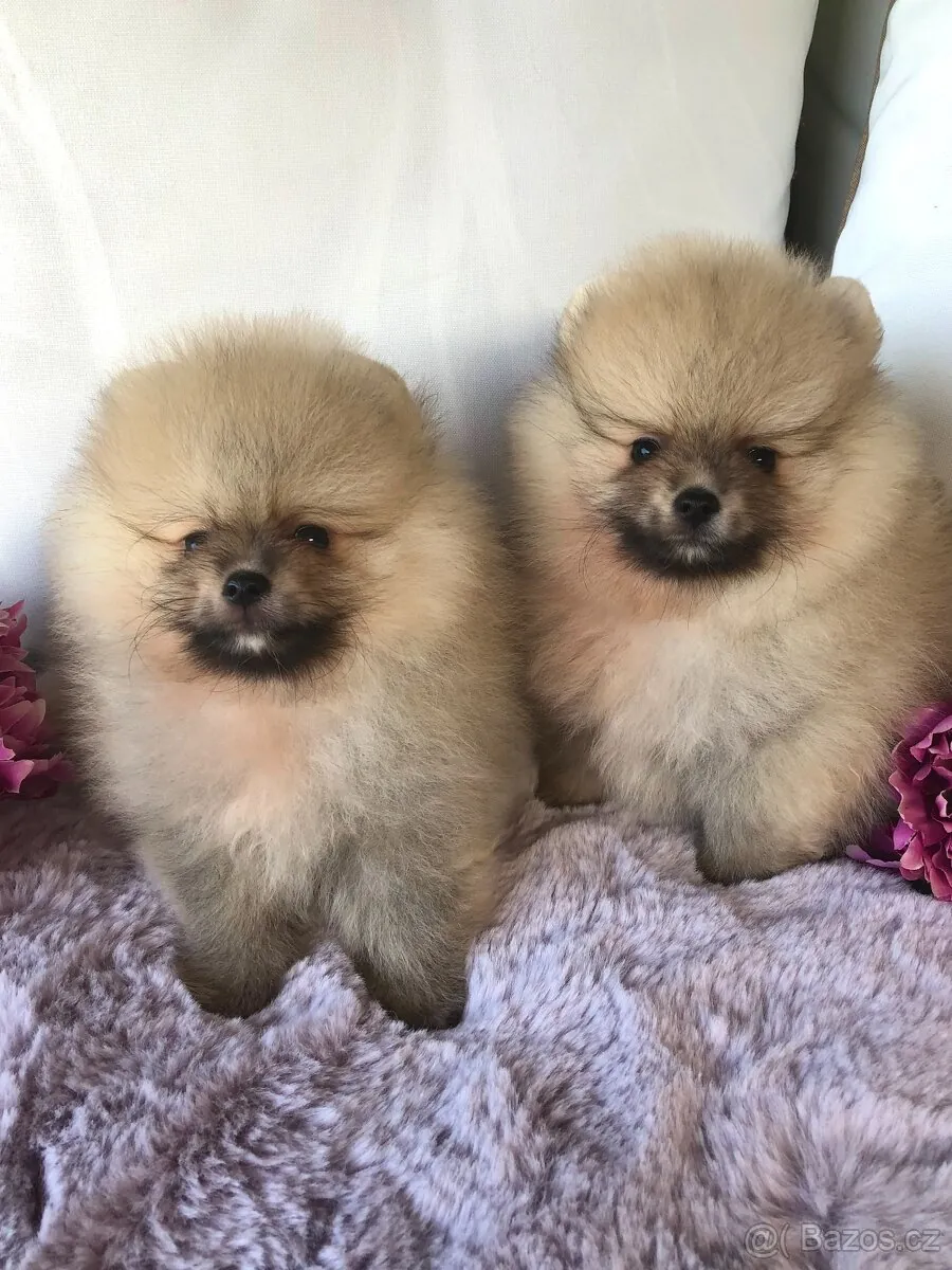 Cachorros Pomerania juguetones disponibles para adopción.