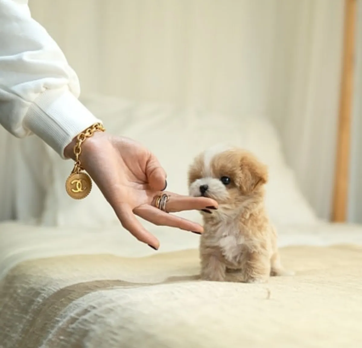 Adorables Maltipoo — prêts à rejoindre leur famille pour la vie.