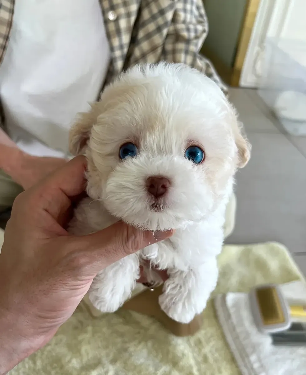 生活！21. ✨🐾 寻找家庭的可爱和亲密的马尔济斯犬。
