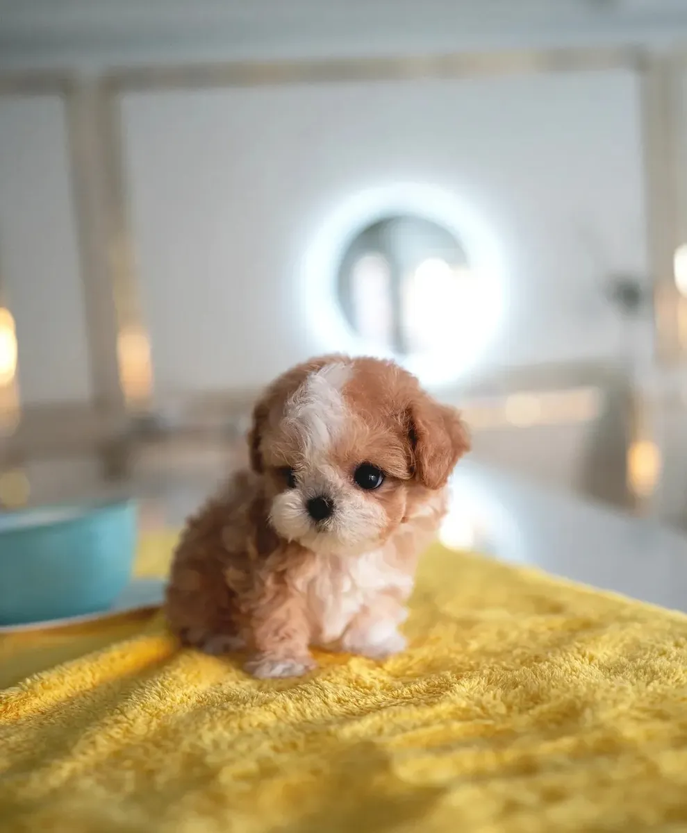 🐾✨ 领养一只小马尔提普犬，迎接新的幸福时刻！
