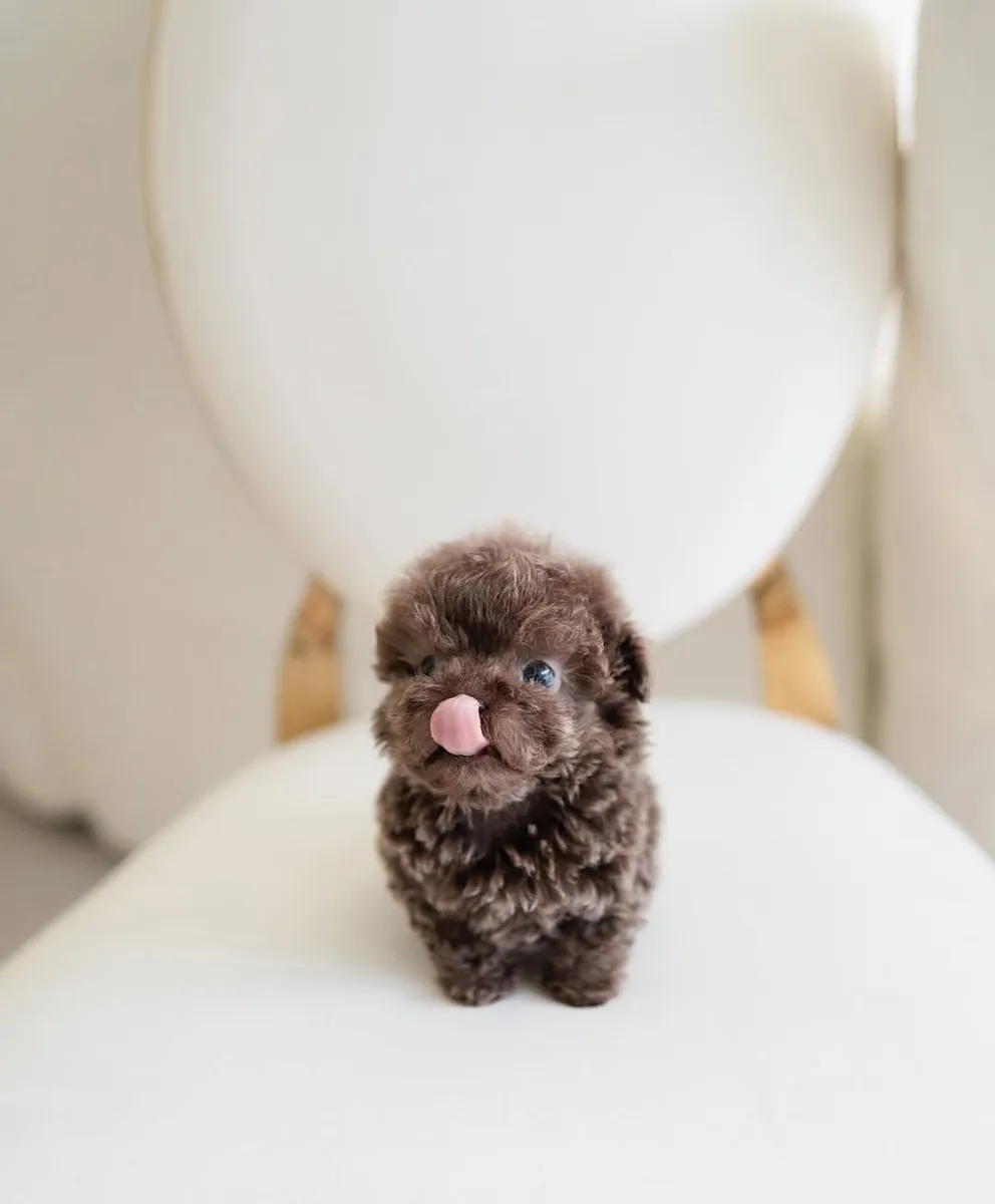 🐶💕 Maltipoo à adopter — douceur, câlins et bonheur garantis !