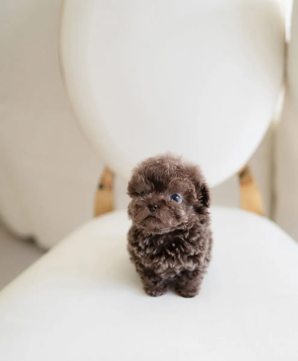 🐶💕 Maltipoo à adopter — douceur, câlins et bonheur garantis !