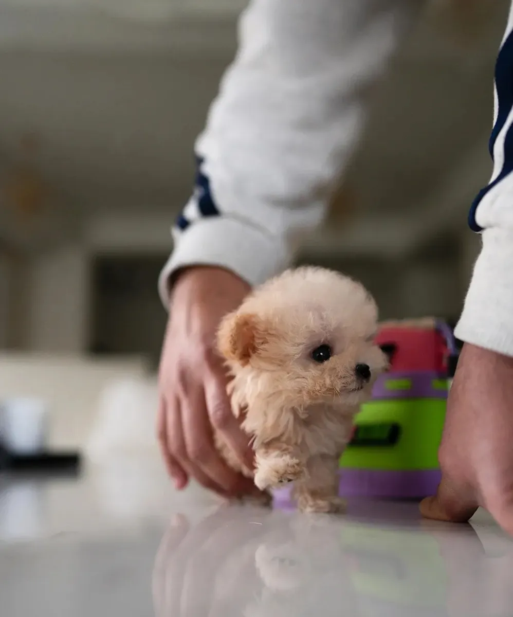 🐶 Маленькие Мальтипу доступные для ответственного и любящего усыновления.