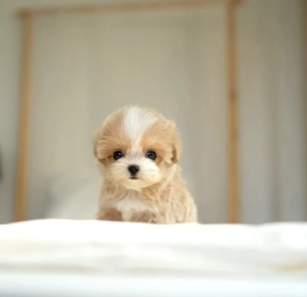🐶✨ Кто хочет принять в свою семью очаровательного Мальтипу?