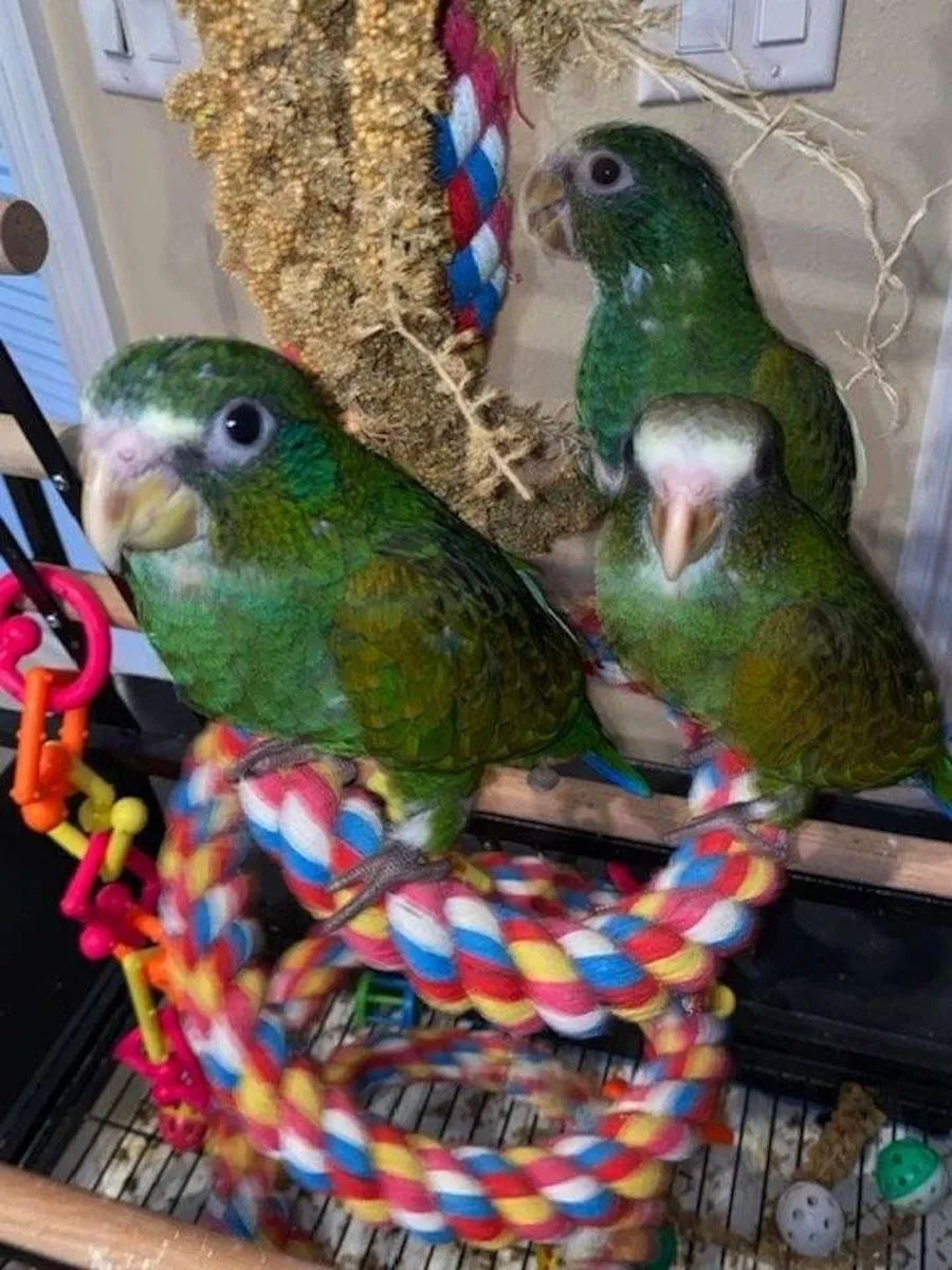 Bebés Pionus de Cúpula Blanca