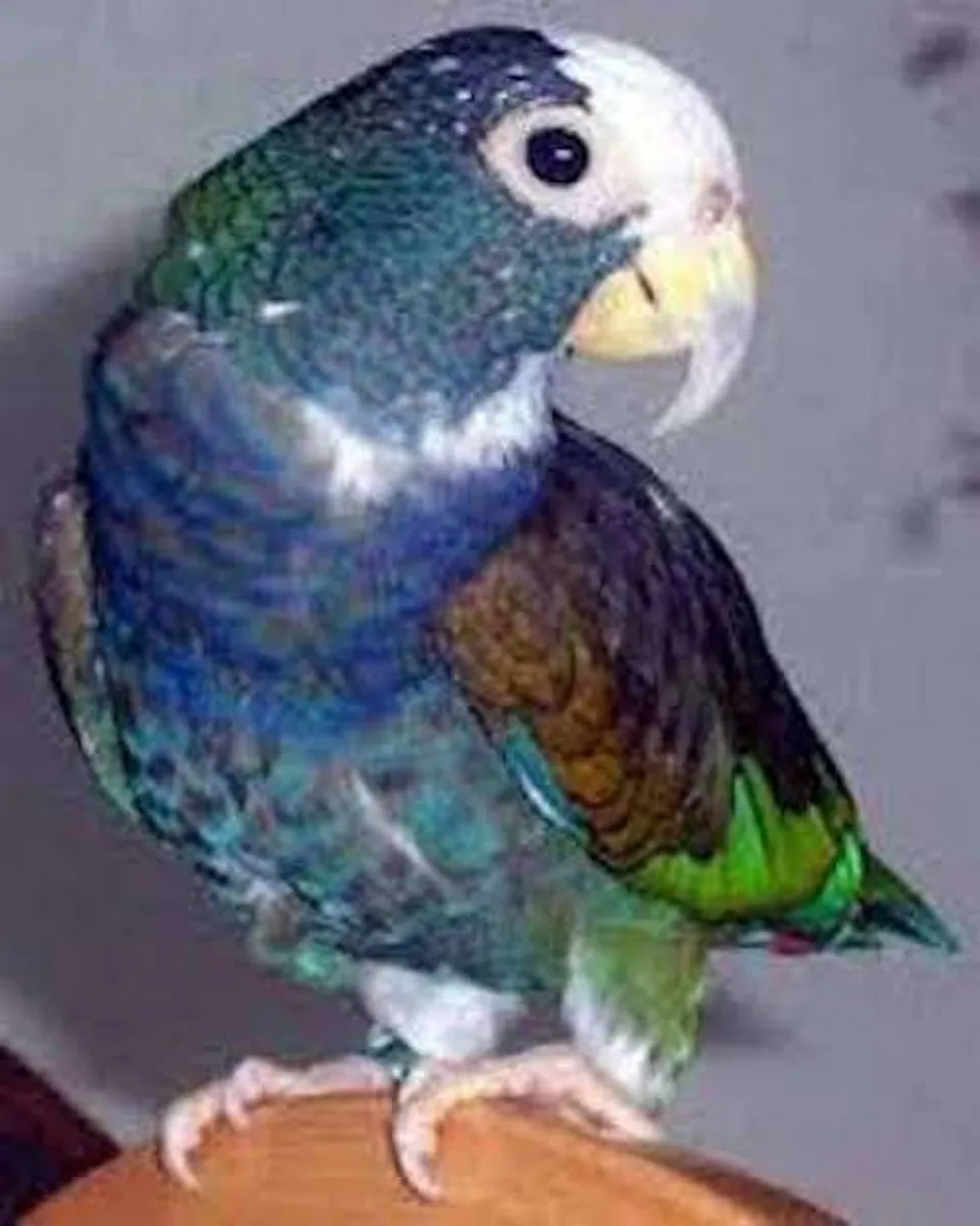 Bebés Pionus de Cúpula Blanca