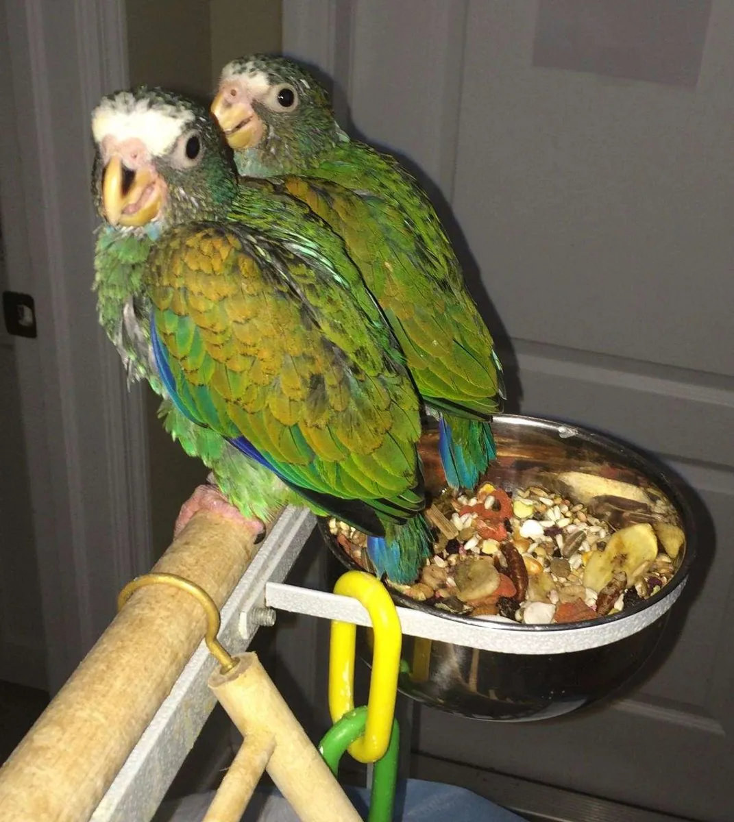 Bebés Pionus de Cúpula Blanca