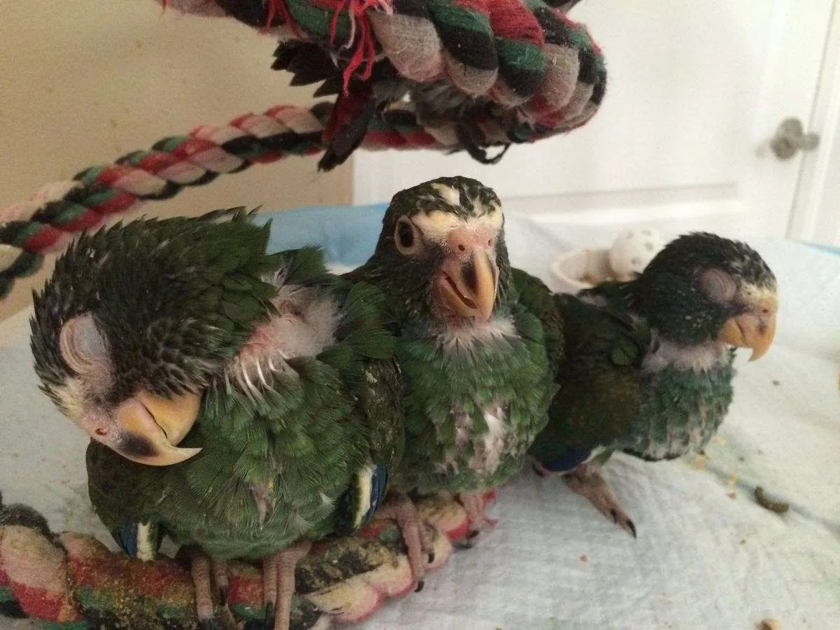 Bebés Pionus de Cúpula Blanca