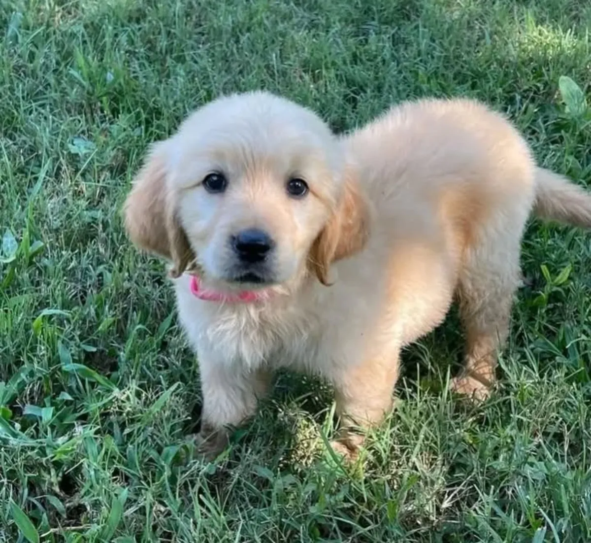 Jolis chiots Golden Retriever