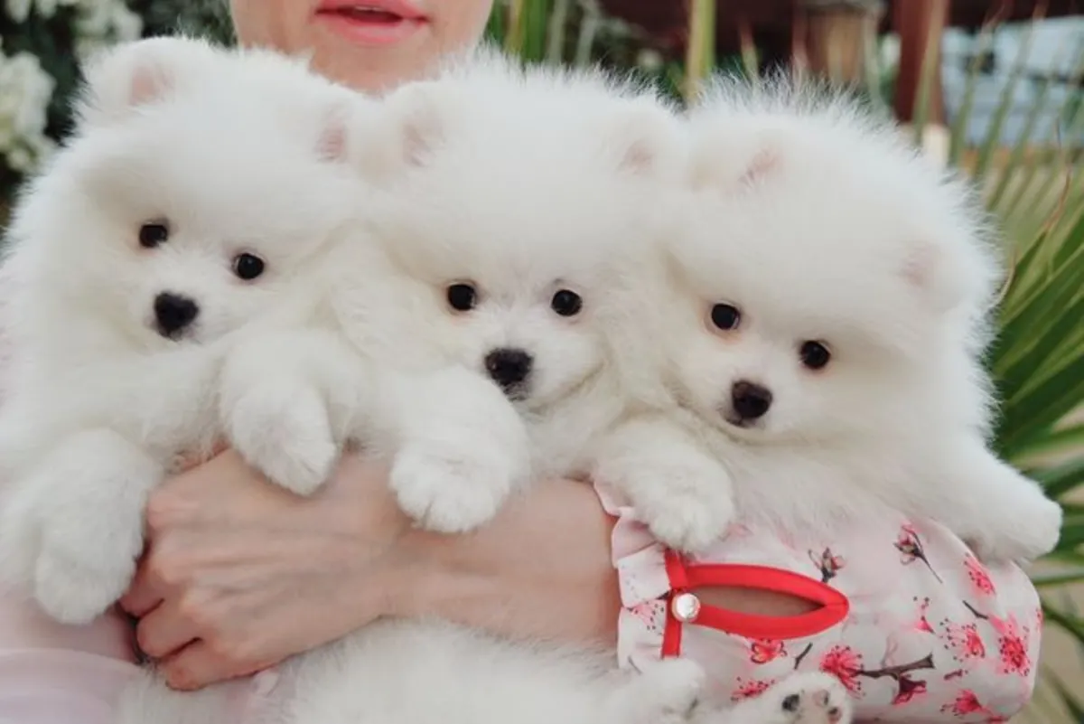 可爱的博美犬幼犬