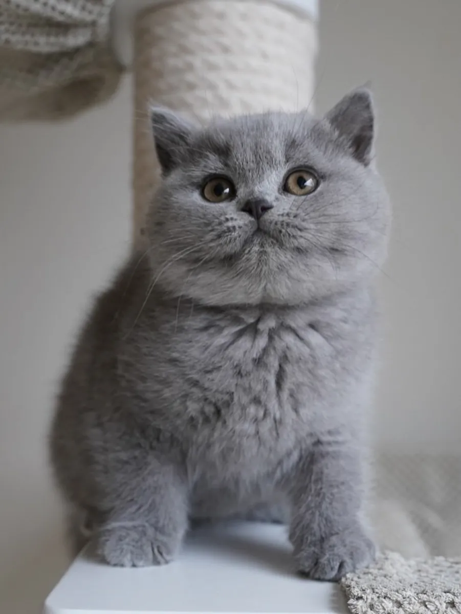 милый британский короткошерстный котенок