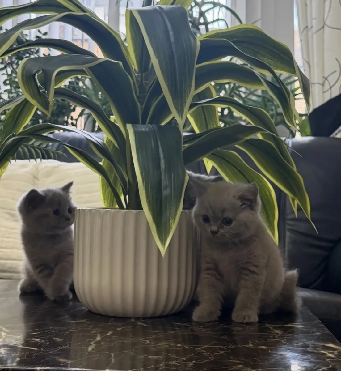 🐾 HERMOSOS GATITOS BRITISH SHORTHAIR