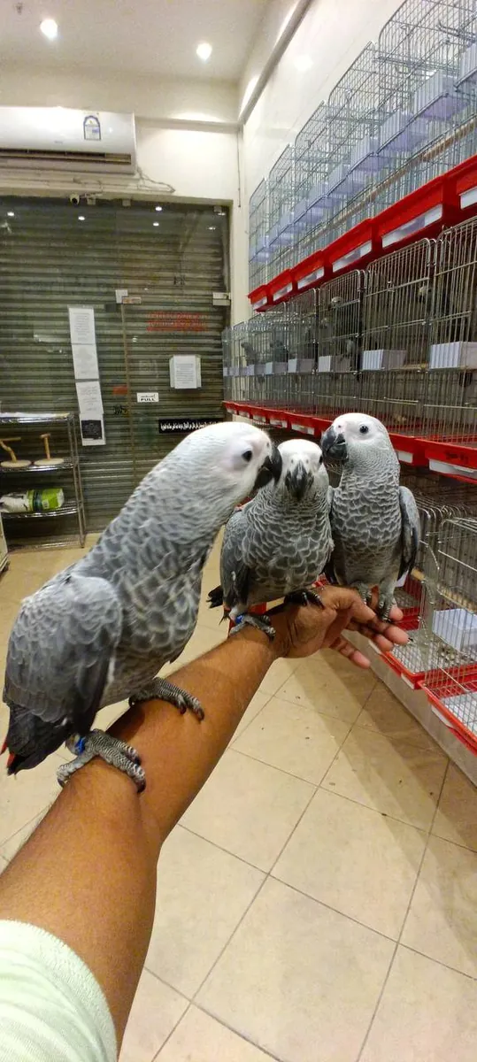 Crías de loro gris africano criadas a mano