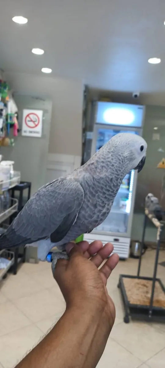 Crías de loro gris africano criadas a mano