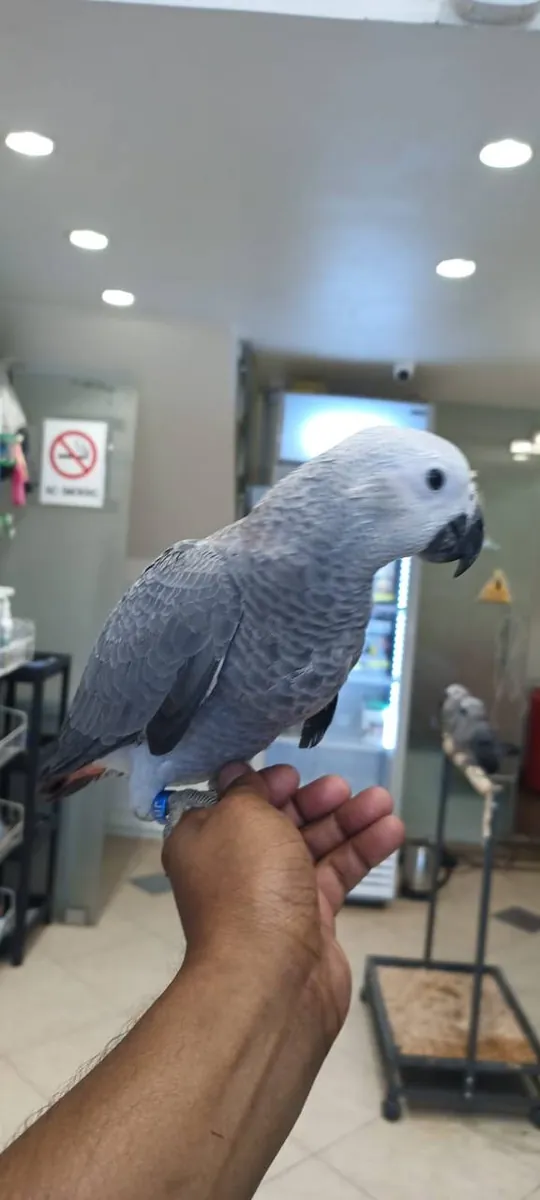 Crías de loro gris africano criadas a mano