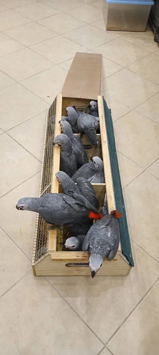 Crías de loro gris africano criadas a mano