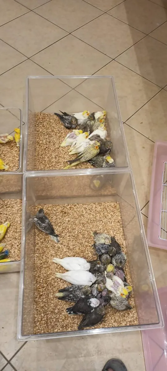 Ninfas (Cacatúas ninfas) extremadamente mansas