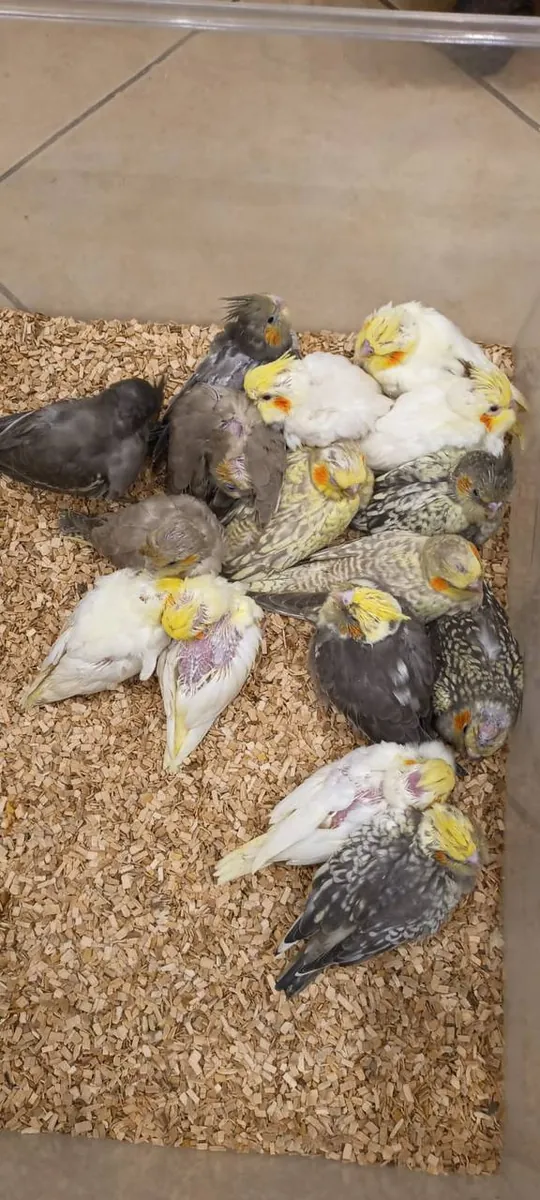 Ninfas (Cacatúas ninfas) extremadamente mansas