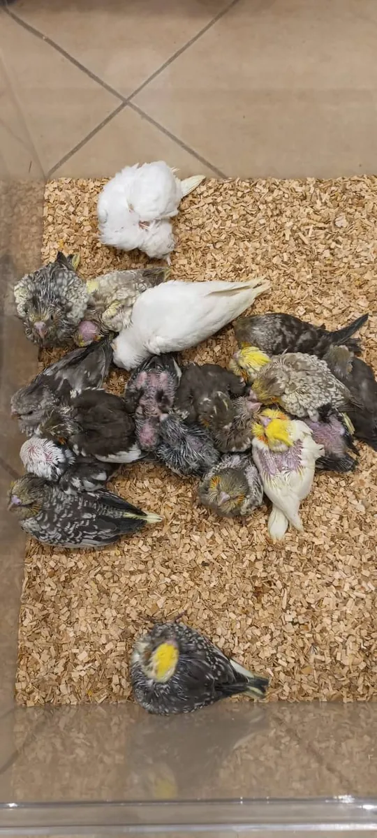 Ninfas (Cacatúas ninfas) extremadamente mansas