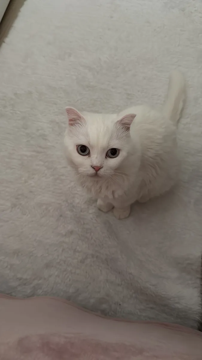 Tatlı ve uyumlu bir dişi kedi 🤍