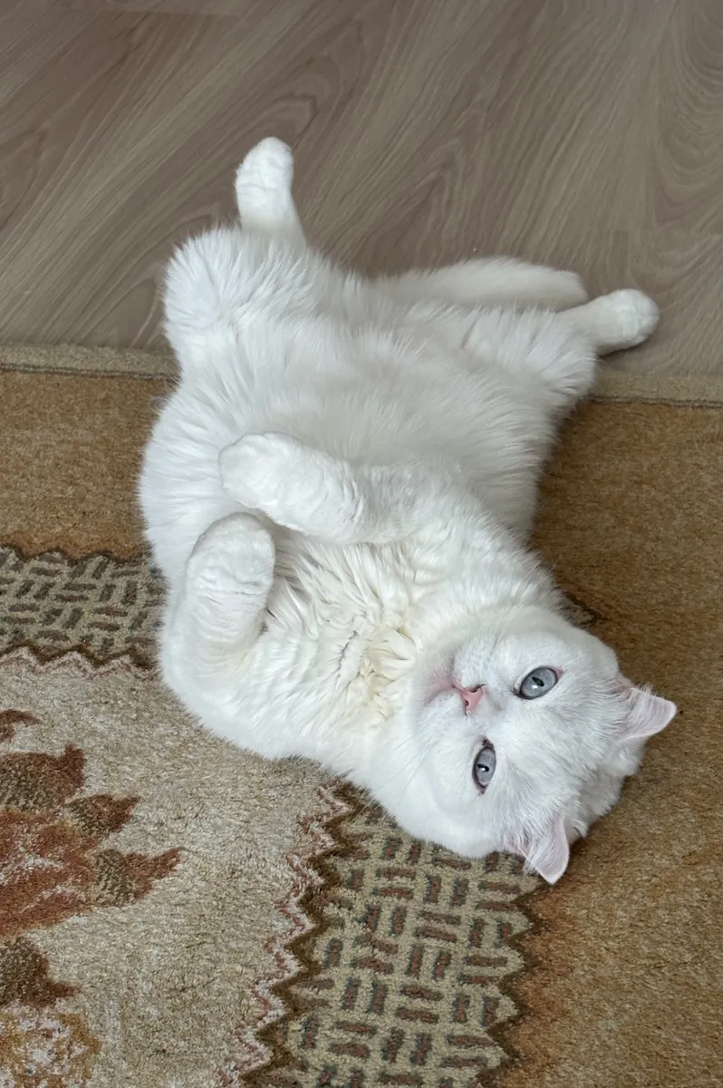 Tatlı ve uyumlu bir dişi kedi 🤍