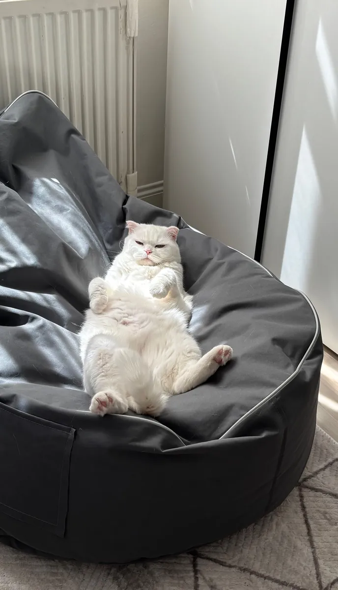 Tatlı ve uyumlu bir dişi kedi 🤍