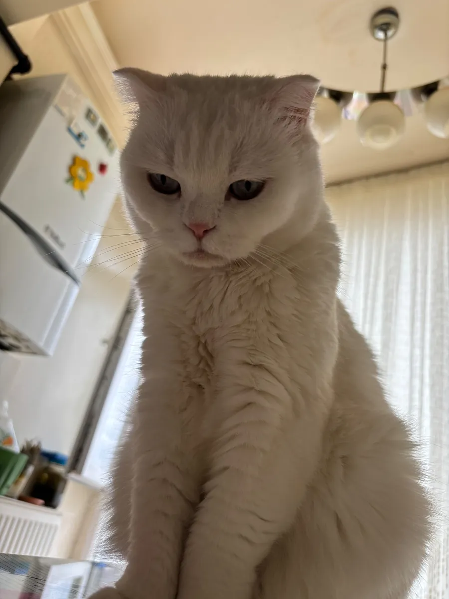 Tatlı ve uyumlu bir dişi kedi 🤍