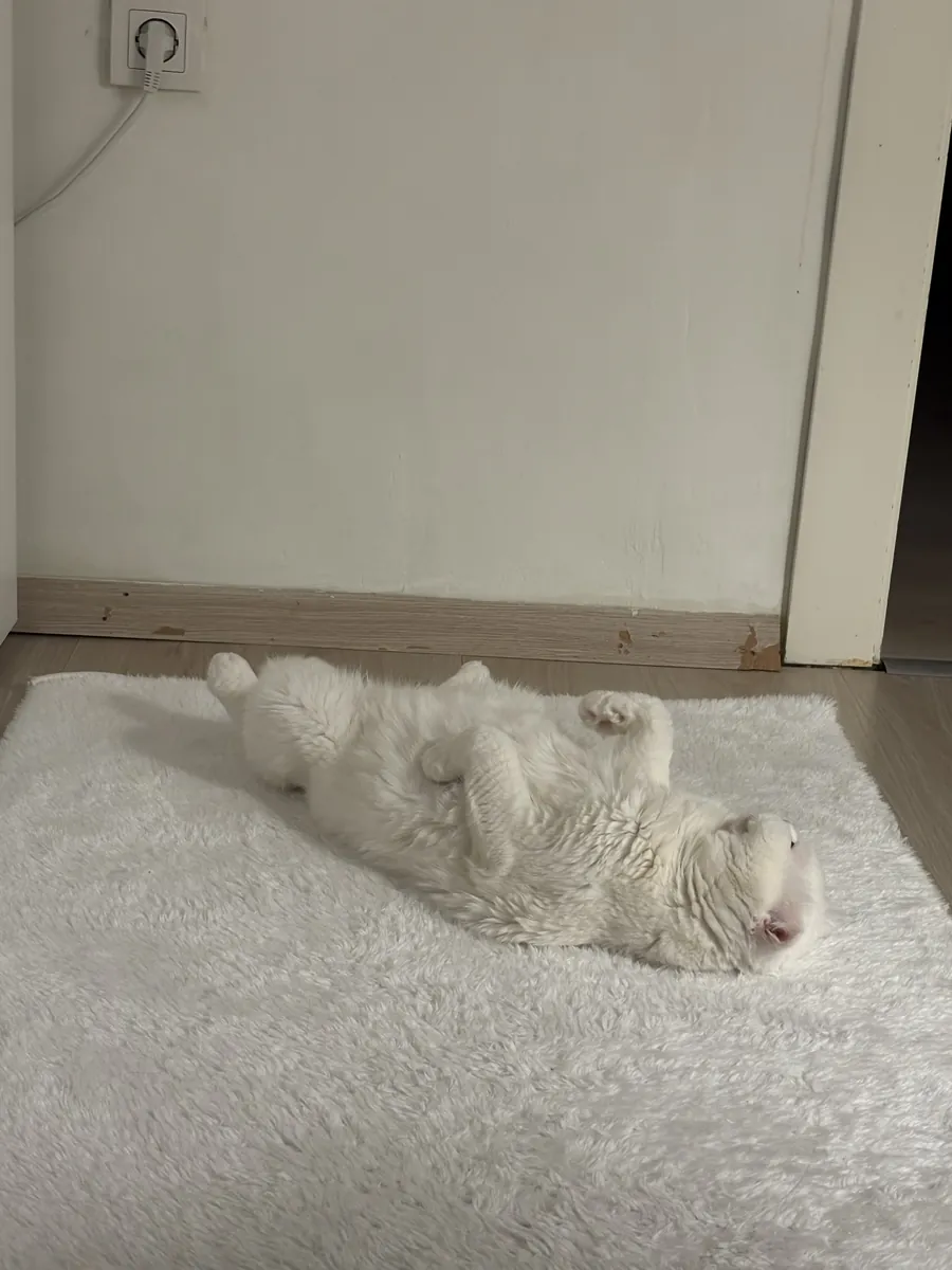 Tatlı ve uyumlu bir dişi kedi 🤍