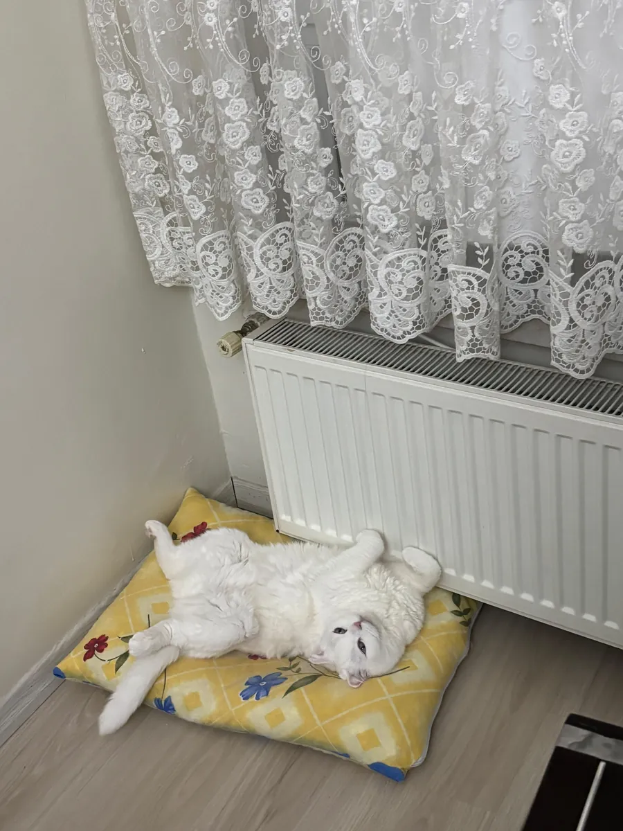 Tatlı ve uyumlu bir dişi kedi 🤍