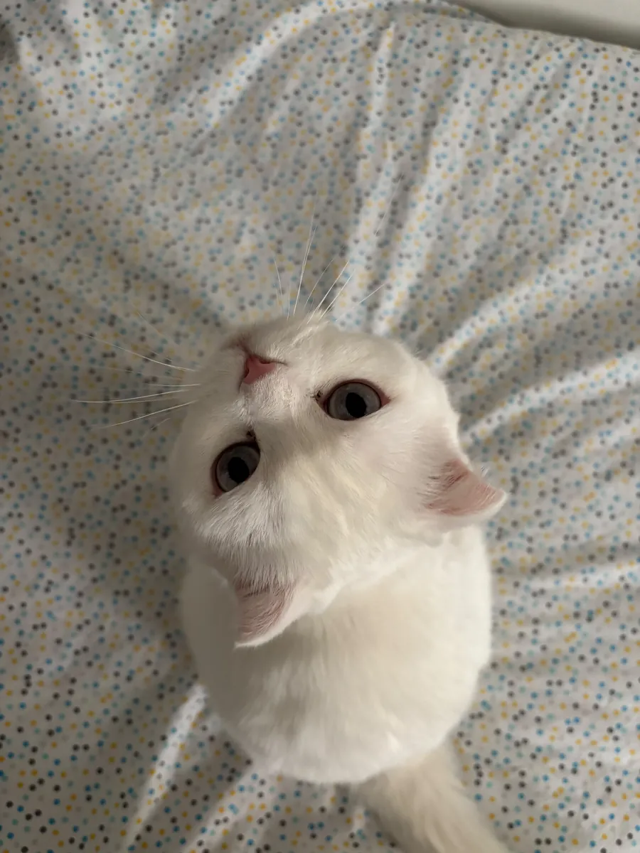 Tatlı ve uyumlu bir dişi kedi 🤍