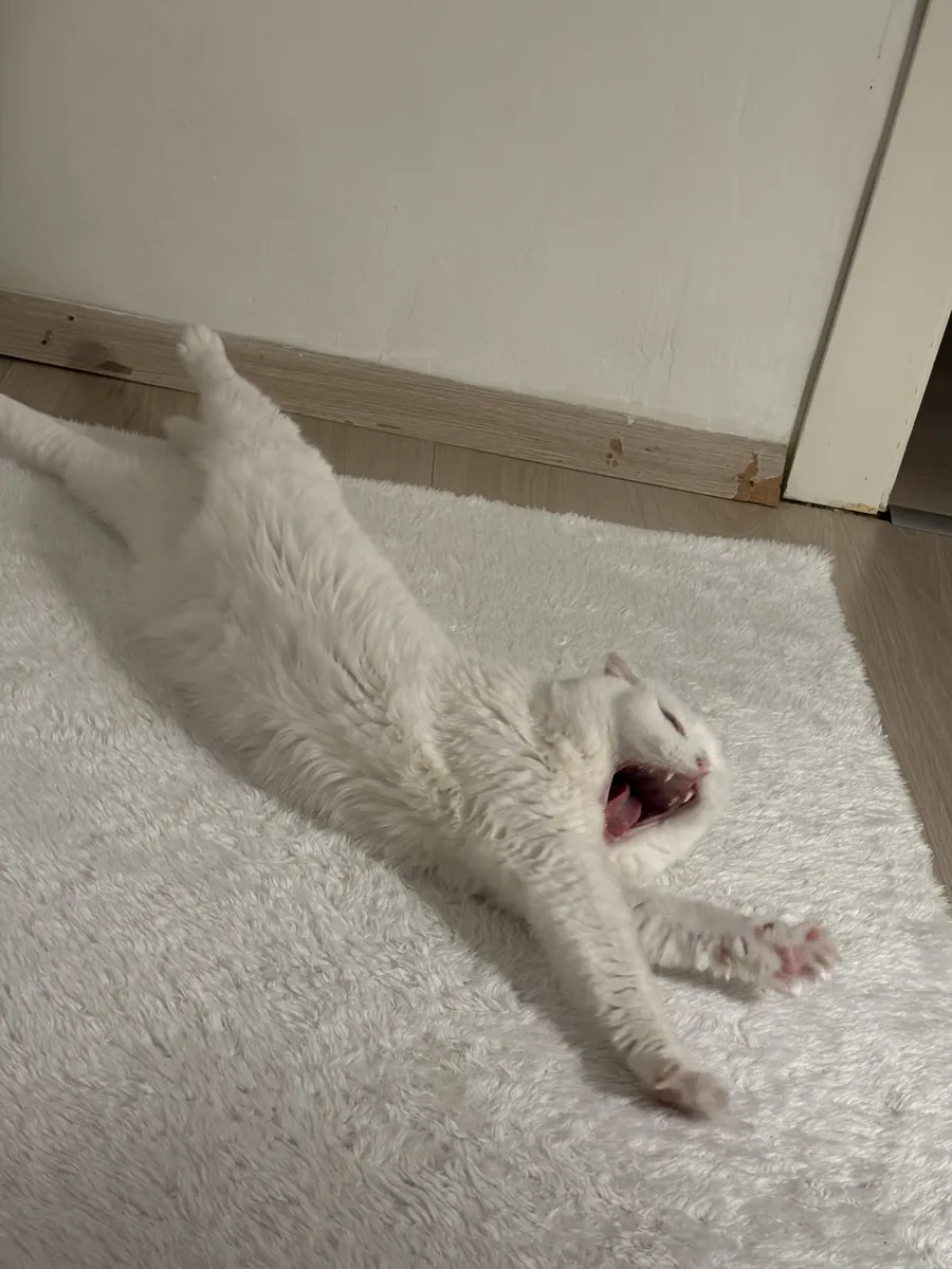 Tatlı ve uyumlu bir dişi kedi 🤍