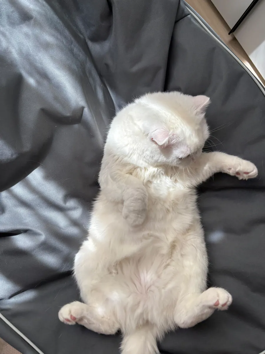 Tatlı ve uyumlu bir dişi kedi 🤍