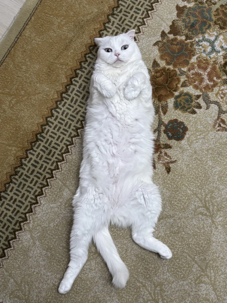 Tatlı ve uyumlu bir dişi kedi 🤍