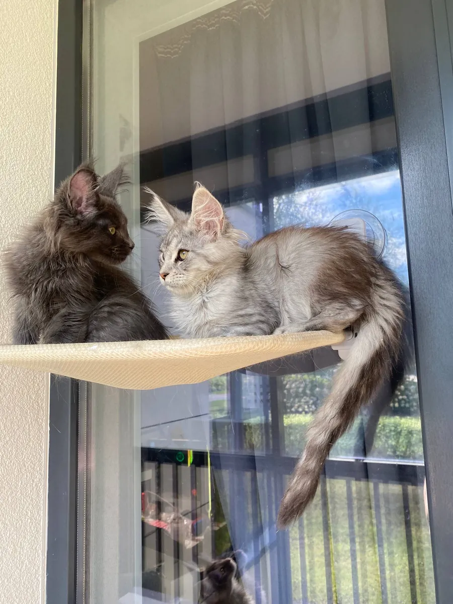 可爱的缅因猫小猫待领养