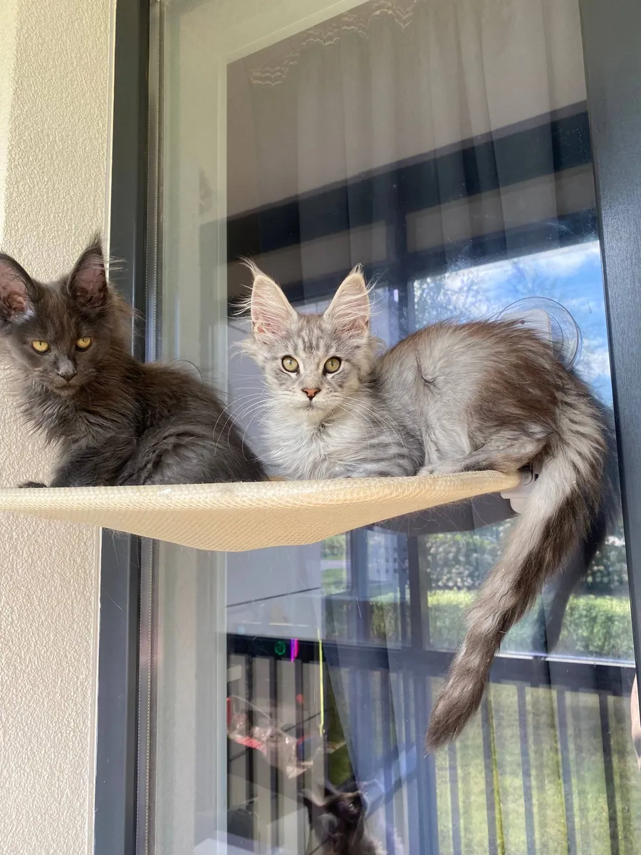 可爱的缅因猫小猫待领养