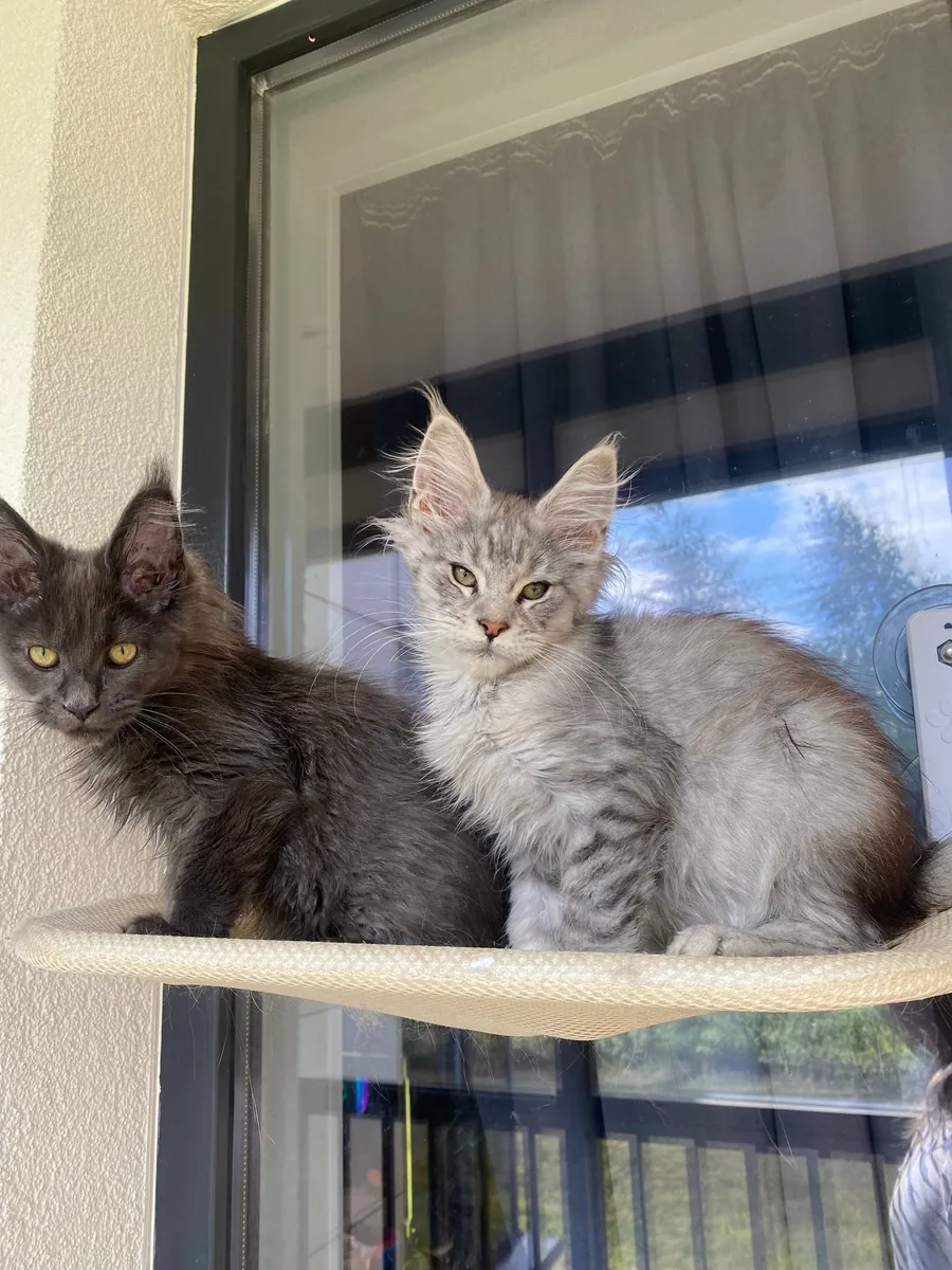 可爱的缅因猫小猫待领养